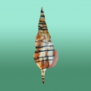 Conch