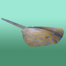 Stingray